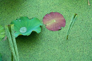 《Dungeon of the ENDLESS》免费登陆steam 肉鸽迷宫冒险